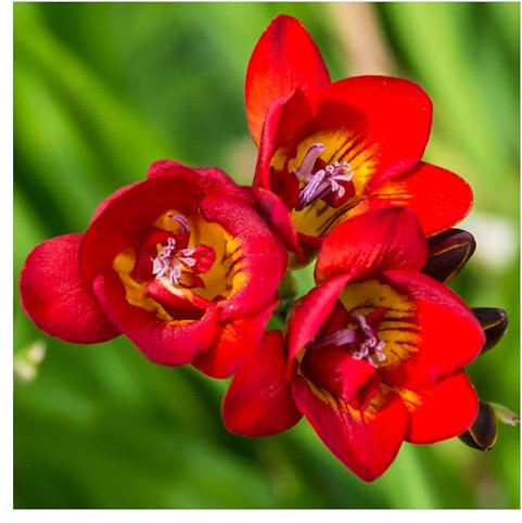 10x Freesia Double Red Summer Flowering Bulbs Colourful Garden Plant Corms Wedding Fragrant Cut Flowers Size 5/6