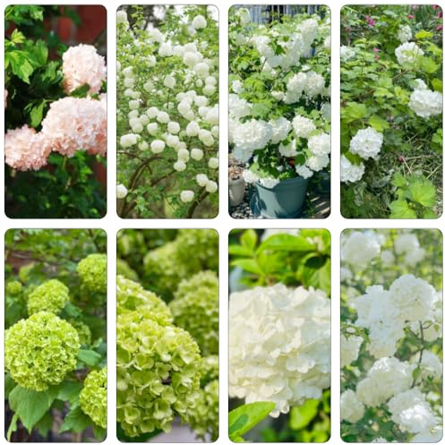 semillas hortensia bola de nieve - Viburnum opulus trepadoras decorativas arbustos resistente perennes resistentes interior primavera jardín silvestres 65pcs
