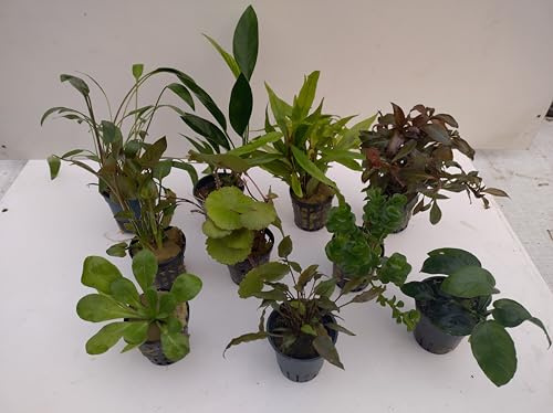 10 krukor akvarieväxter set vattenväxter perfekt för nybörjare