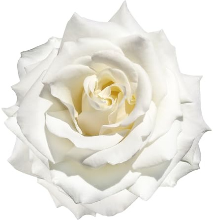 Rose Plants, Hybrid Tea Rose, 'Silver Anniversary', 1 x Full Plant in a 5 Litre Pot, White Roses, Garden Ready and Ready to Plant, Premium Quality Garden Roses