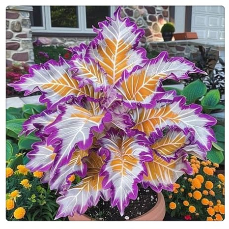 Exótica, Curiosos,Serenos - Exclusivos, Vivaces, Rizomas de Hosta -Cuidado Sencillo y Gran Adaptabilidad-4 Rizomas-C