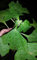 PLAT FIRM Germinación de las semillas: 4 Injertos ~ REAL tithonia DIVERSIFOLA perenne girasol mexicano ~ Easy 2 GROW