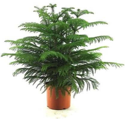 Lot de 50 graines fraîches d'araucaria vertes