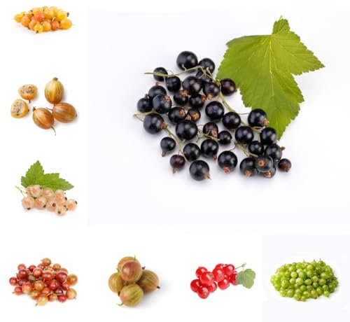 johannisbeeren pflanzen samen - obst frisch bio saatgut johannisbeerstrauch stachelbeeren pflanzen samen alte sorten frisches obst topfpflanzen draußen winterhart obstbäume bonsai 125pcs