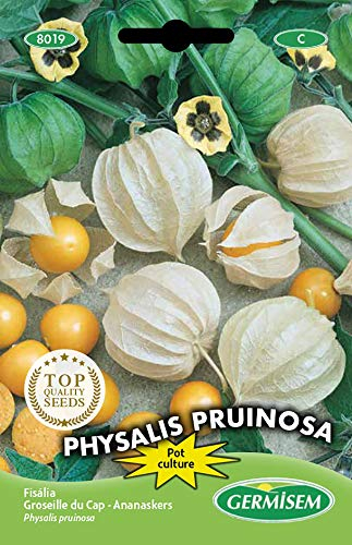 Germisem Physalis Edulis, mehrfarbig, EC8019