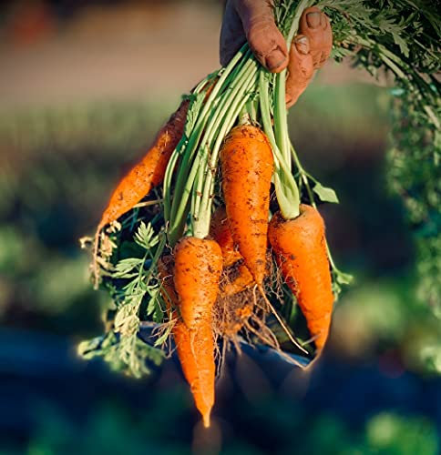 Lot de 500 Graines de Carotte Chantenay à Coeur Rouge 2 - Variété Rustique Populaire - Volumineuse, Sucrée, Croquante - Saveur Authentique - Semences 100% reproductibles