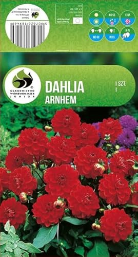 AGRONOM | DALIAS - ARNHEM | Bulbos de flores perennes | Flores rojas | Cultivadas en jardines de flores, macetas y céspedes floridos | 1 bulbo