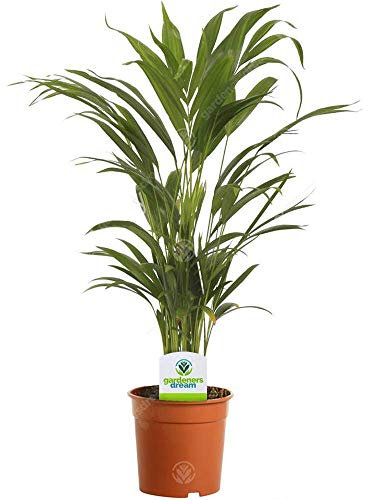 Areca Palm Lutescens - Large Indoor Plants, Lush Tropical Houseplants, Air-Purifying & Low-Maintenance air plants - Real Indoor Plant, Tall Palm for House or Office Decor, (30-40cm Tall with 13cm Pot)