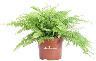 Pianta di Felce di Boston pianta di Nephrolepis pianta da interno pianta da appartamento pianta Ornamentale pianta vera di Felce venduta da eGarden.store (Felce di Boston vaso 12)