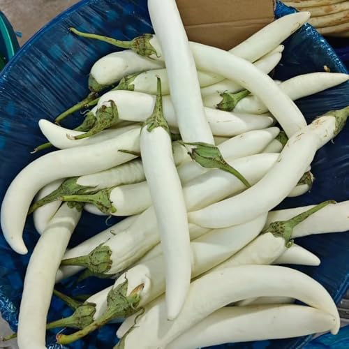 Comprar y semillas de berenjena Comprar de invierno orgánicas berenjena y jardín perennes resistentes balcón invernadero 350pcs