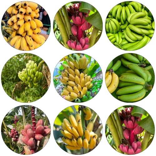 semillas de plátano de banano resistente semillas orgánicas decorativas espaldera enanos resistentes bonsái interior cama 250pcs