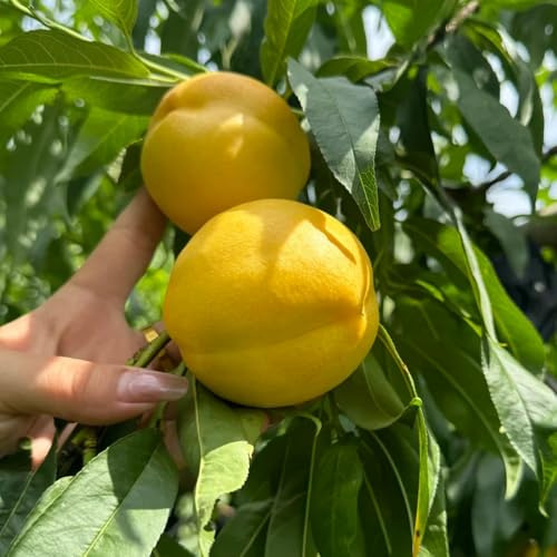 Semillas de nectarina, nectarinas, trepadoras resistentes camas elevadas orgánicas el jardín Variedades antiguas de 6pcs