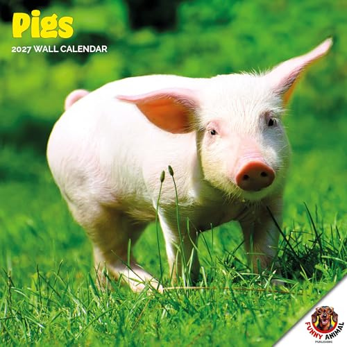 Dayplanner Publishing Pigs kalender 2026, stor fyrkantig väggkalender, 16 månader, grisar gåva djurkalender