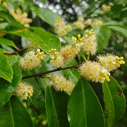 Semillas de laurel cerezo, Prunus laurocerasus, perennes resistentes Las de laurel cerezo son resistentes, raras exóticas perennes 200pcs