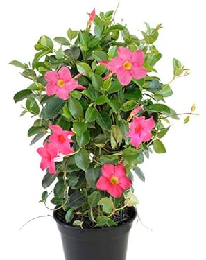 Mandevilla Hybrida o Dipladenia de Color Rosa Natural Planta Trepadora