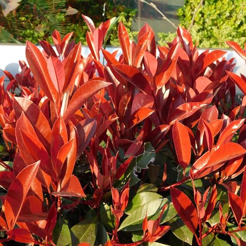 Frasers - Photinia Fraseri Red Robin - Planta de seto, hoja roja y verde, 8 plantas, 1 metro lineal, color verde perenne, 9 cm de altura, 30-35 cm