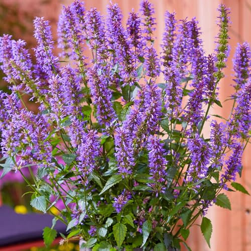 Agastache Purple Haze Plantes de Jardin Extérieur Prêtes Plante Vivace Rustique en Pot