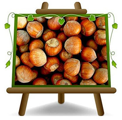 noisetier arbre noisettes rond gentil romain plante fruitière sur un pot de 26 max 200 cm - 4 ans