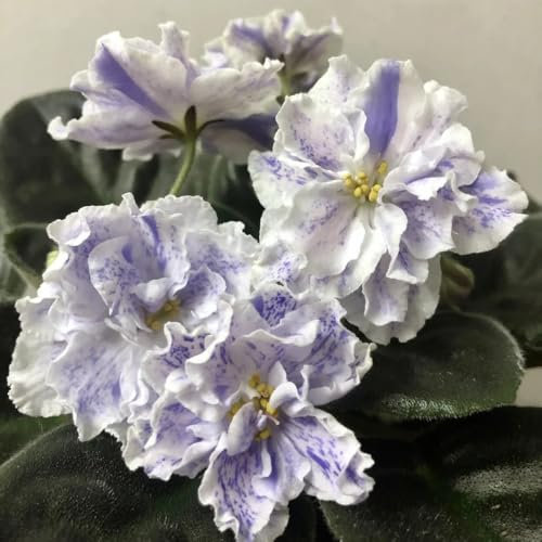 usambaraveilchen pflanze kaufen samen wiesensaatgut, gartendeko für draußen usambaraveilchen samen schattenpflanzen, zierblumen blumendeko pflanzen winterhart draußen, samen alte 550pcs