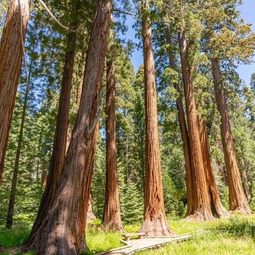 semi di sequoia, vecchie varietà da giardino roccioso, esotiche, estremamente resistenti, appartamento 150pcs