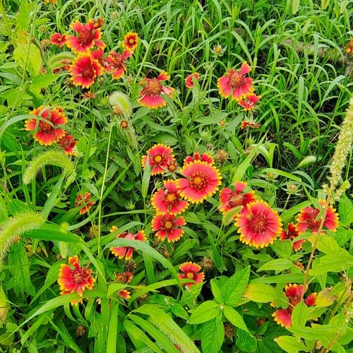 200 Pcs Kokardenblume Staude Winterhart Samen - Wildblumensamen, Hochbeet Samen (Gaillardia Aristata) Deko Blumen, Bonsai Samen Ausgefallene Geschenke, Bodendecker Winterhart Mehrjährig