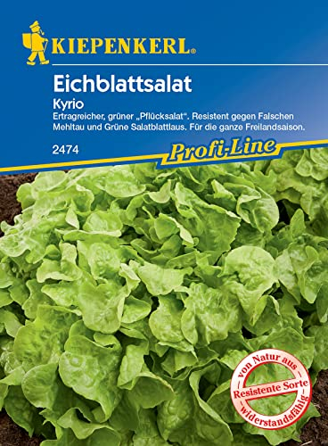 Kiepenkerl Profi-Line Eichblattsalatsamen Kyrio 2474 - Ertragreicher, grüner Pflücksalat - Resistente Sorte - Inhalt für 150 Pflanzen - Saatgut