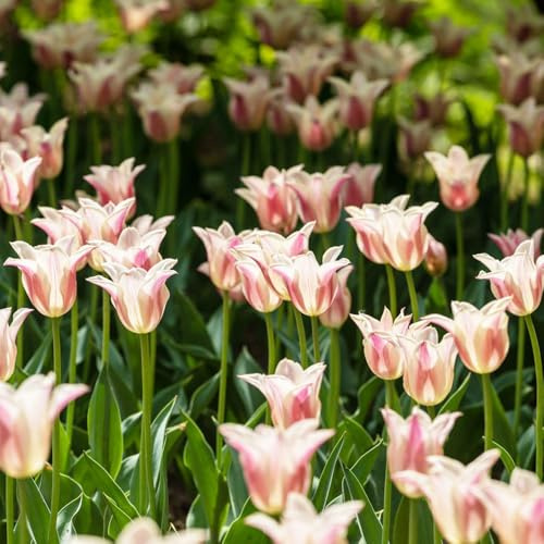Bulbi di tulipano decorazioni giardino per esterni ornamentali del rialzata di primaverili resistenti giardino 4pcs