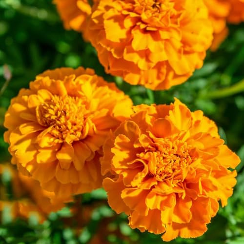 semi di calendula - da balcone resistenti - Serie rare semi di calendula perenni resistenti estate 45pz