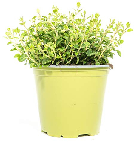 mgc24 Plantes d'origan volgare véritables herbes fraîches dans un pot de 14 cm, hauteur env. 10 cm