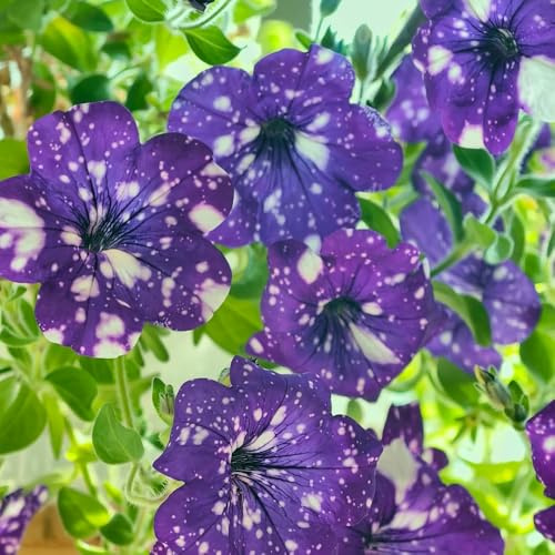 semillas de petunia, para el jardín de perennes y resistentes de exóticas 300pcs