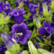 Semillas de Canterbury campanas azules de flores (Campanula azul medio) 200 + Semillas