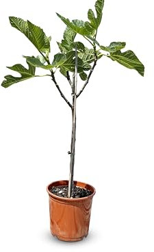 Figuier méditerranéen Ficus Carica jusqu'à 100 cm avec de jolies figues vertes, idéal pour la terrasse et le jardin