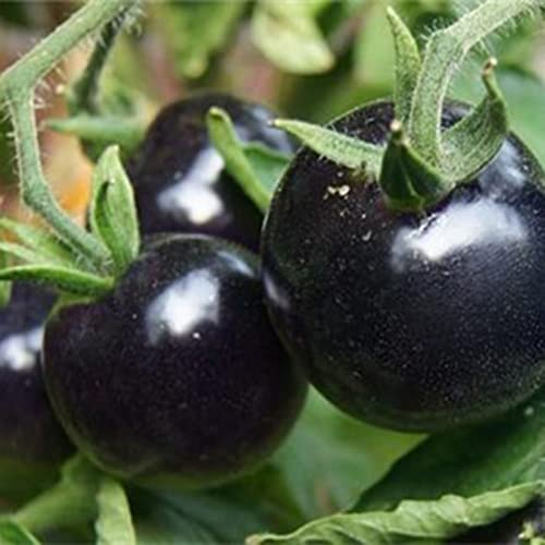 Luojuny Tomatensamen, 100 Stück Tomatensamen, kreative Neuheit, schwarzer Sonnenschein, bevorzugen leckere Pflanzensamen, Gartenbedarf Schwarz