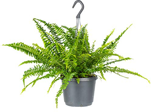 Bloomique - Nephrolepis Green Lady - Fougère de Boston - Plantes suspendues - Plantes d’intérieur - Dépolluante - Sans danger pour les animaux - Hauteur 30-40 cm - Pot suspendu 17 cm