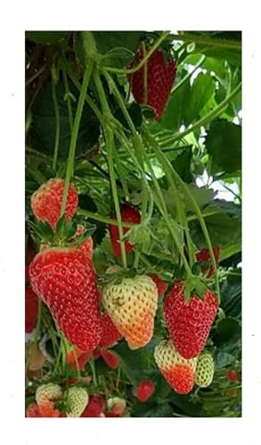100 Premium Strawberry Seeds – Sweet, Juicy Red Fruits – Ideal for Home Gardens & Pots – High Germination Rate