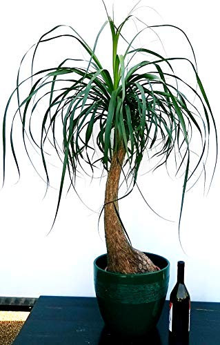 POWERS TO FLOWERS - BEAUCARNEA RECURVATA IN VASO CERAMICA VERDE RIGATA, MANGIAFUMO, pianta vera
