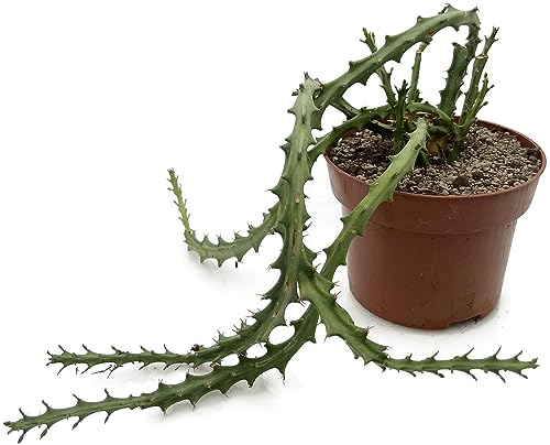 Fangblatt - Euphorbia knuthii - knollenartige Wolfsmilch im Ø 12 cm Topf - pflegeleichte Zimmerpflanze - außergewöhnliche Sukkulente