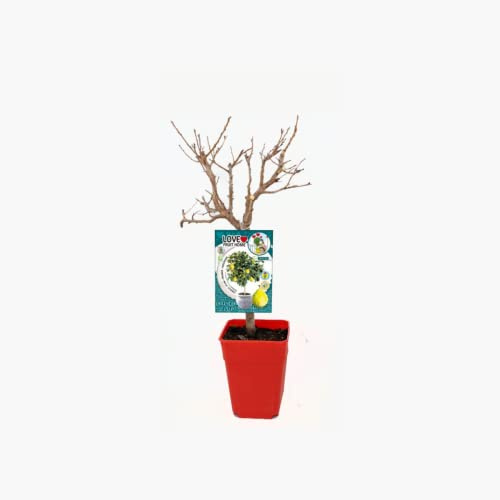 Verdecora Ciruelo Enano Residuo cero en maceta 5L | Prunus domestica | Árbol frutal natural planta de exterior | Cultivado sin uso de productos químicos