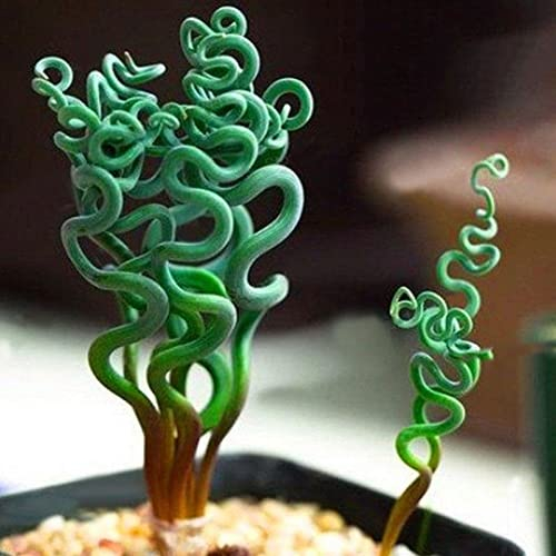 Saterkali Seltene Sukkulenten-Samen, 200 Stück, seltene Sukkulenten-Pflanze, Hausgarten, Spirale, Frühlingsgras, Bonsai-Samen