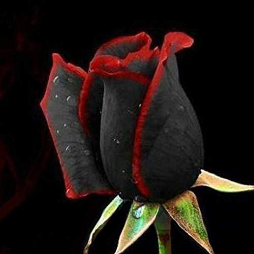 50 Pièces Graines de Rose Noire Rouge, Rare Fleurs de Rosier Noire à Bord Rouge à Planter Exterieur, Graines Fleurs à Semer pour Jardin et Balcon, Germination Rapide, Facile à Planter