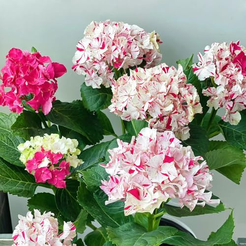 ortensie - rampicanti da balcone all'aperto tappezzante e resistente arredamento del soggiorno, di, esotiche da balcone 55semi