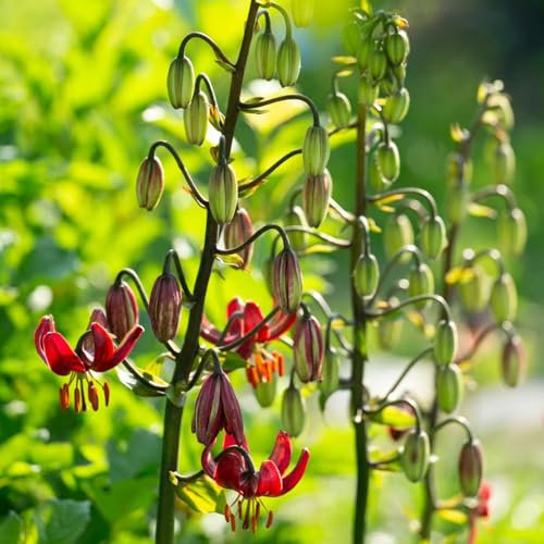 4 pcs lilien zwiebeln kaufen - Lilium brownii - bienenweide, winterharte pflanzen für garten riesenlilien baumlilien winterhart knollen garten hochbeet, exotische pflanzen blühende