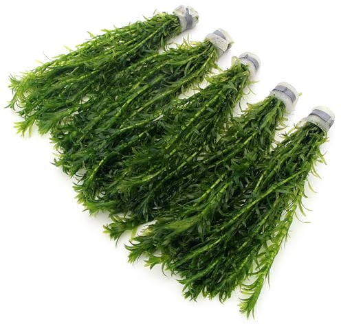 50 ELODEA DENSA Stems - 5 Bunches - Oxygenating Weed Live Pond Plant Water Aquarium Aquatic Plants Egeria k2aqua