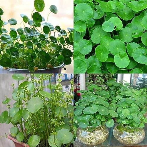 PERZOE 50pcs graines de Dichondra Pistia, décor de réservoir d'aquarium de piscine d'étang de jardin Graines de pistia