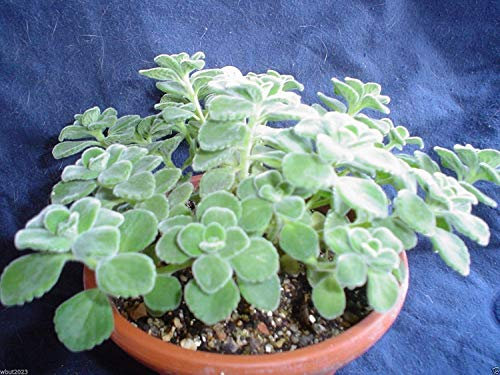 vegherb 5000 Graines de Broad Feuille Thym Aka Cuban Origan, Espagnol thym, thym Mexicain