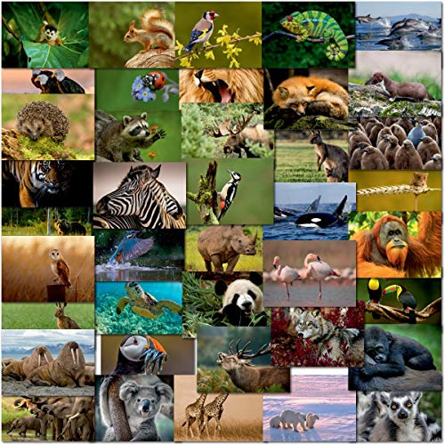 doodlecards Pack 40x Mixed Postcards British & World Wildlife, Pets, Animals Pack 100% Recyclable Matt finish. Made in the UK.