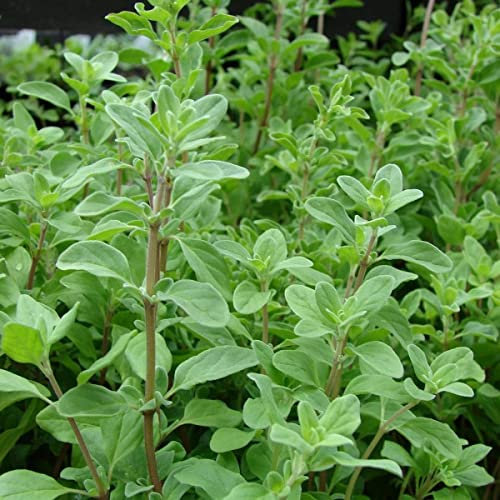 Graines Annuelles Vivaces De Marjolaine Douce Majorana Hortensis