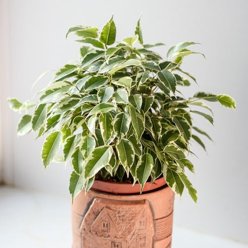 YouGarden Weeping Figs Houseplants, Set of Three Ficus benjamina Kinky with Jute Stem, Indoor Plants in 12cm Pots, for Home, Office or Living Room