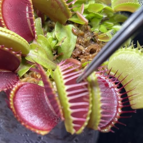 semi carnivori di acchiappamosche da giardino roccioso sono resistenti di volanti trappola per mosche da ombra, Decorazione da giardino 70pcs