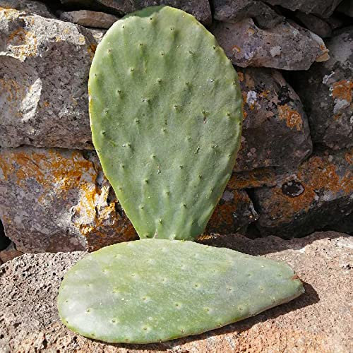 Pala fico d'india extra large frutti rossi, gialli, bianchi - Opuntia ficus indica 5pz.